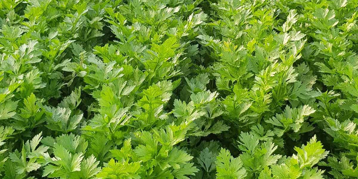 Sedano, Ivs Takii punta su Darklet F1 e investe su nuove varietà